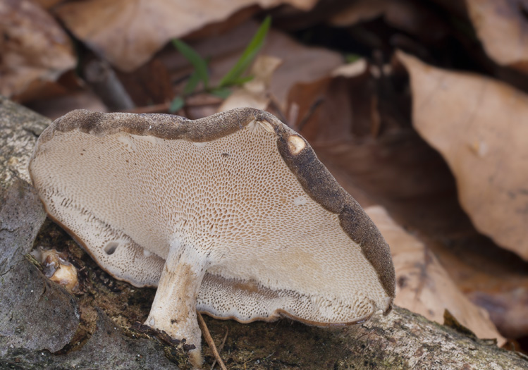 Polyporus brumalis